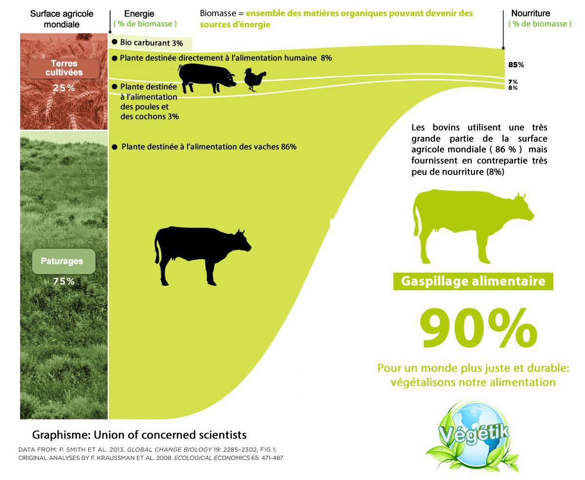 production animale