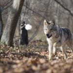critique film les saisons
