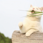 chat vegan