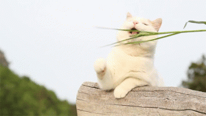 chat vegan