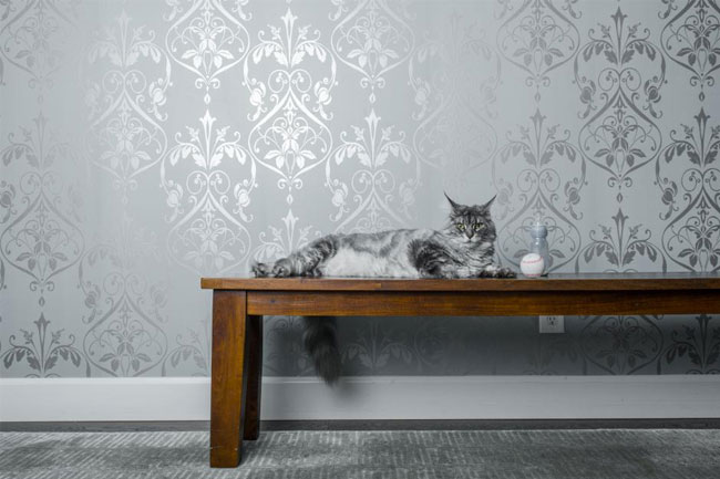 5 Astuces Pour Avoir Un Chat Et Une Belle Deco Trendyshow