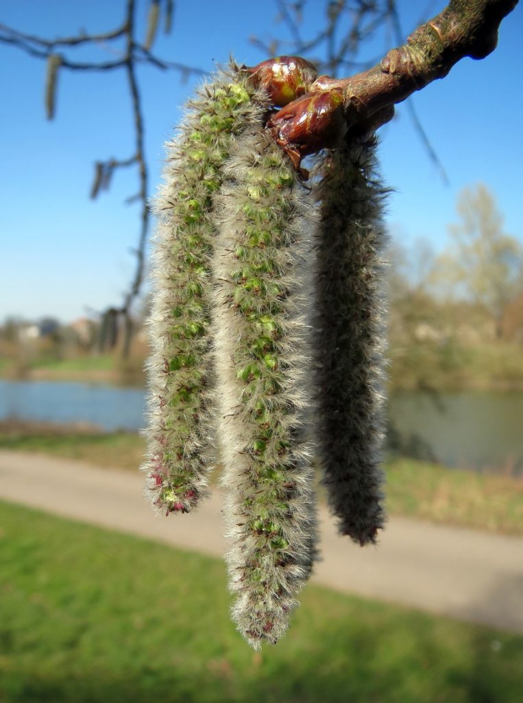 fleurs de bach tremble aspen