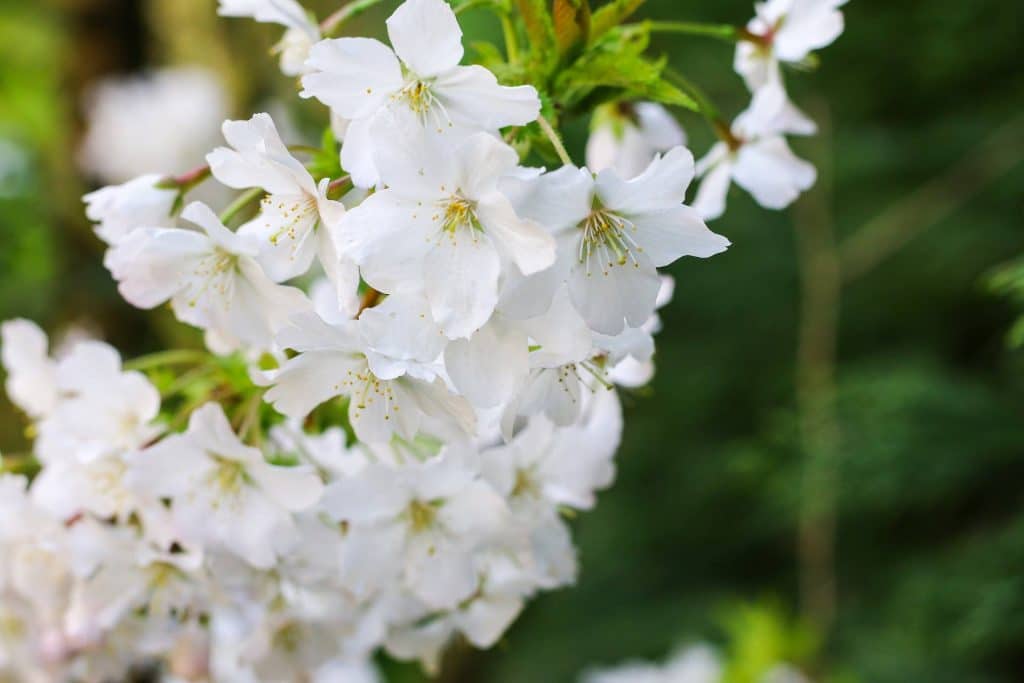 fleurs de bach cherry plum