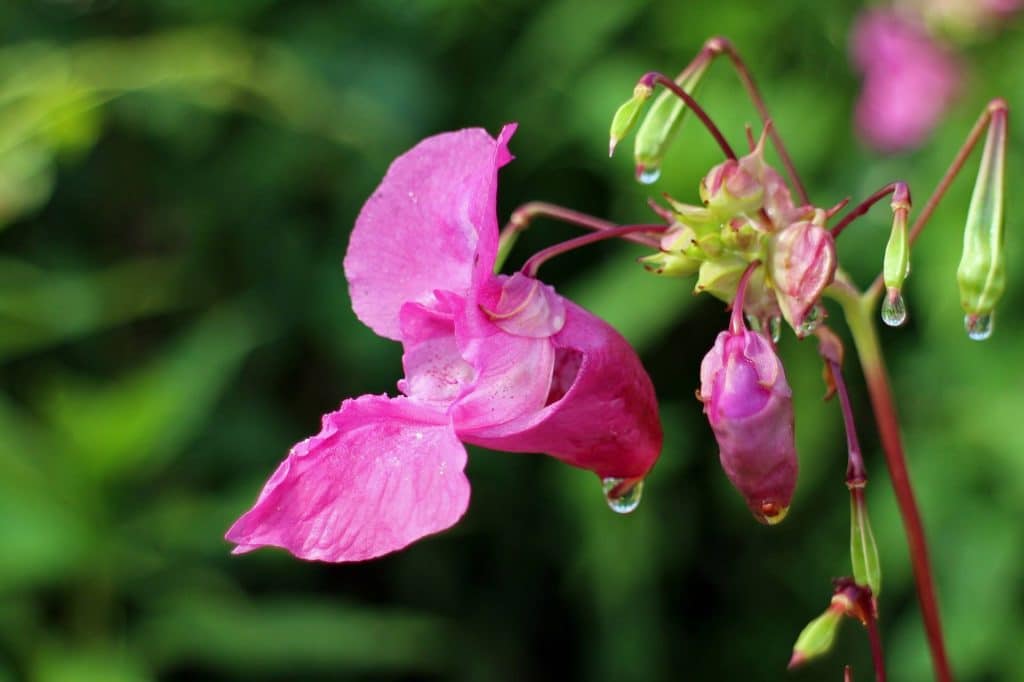 fleurs de bach impatience