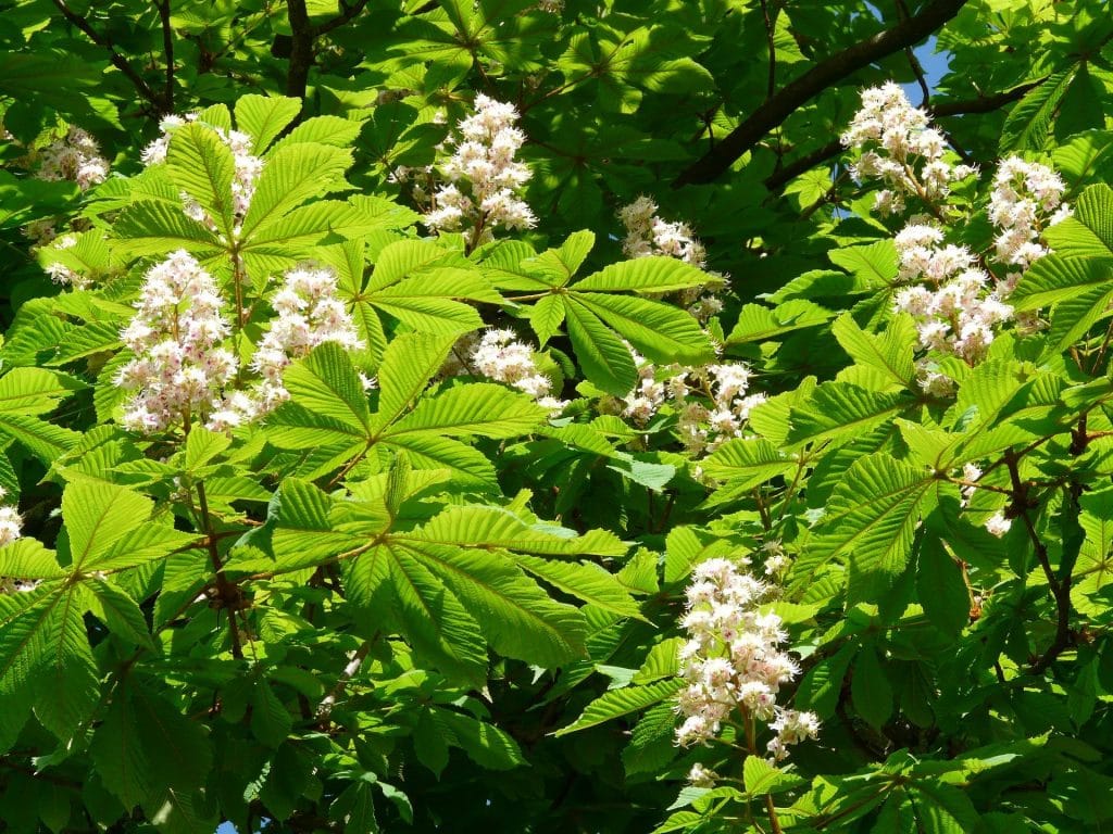 fleurs de bach marronnier blanc