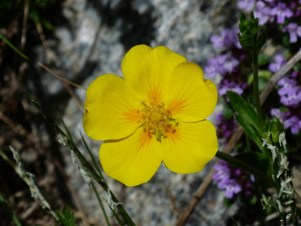 hélianthème fleurs de bach