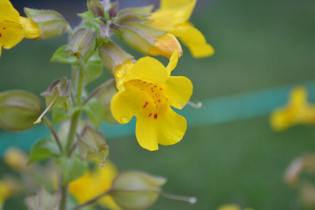 fleurs de bach pour surmonter les peurs