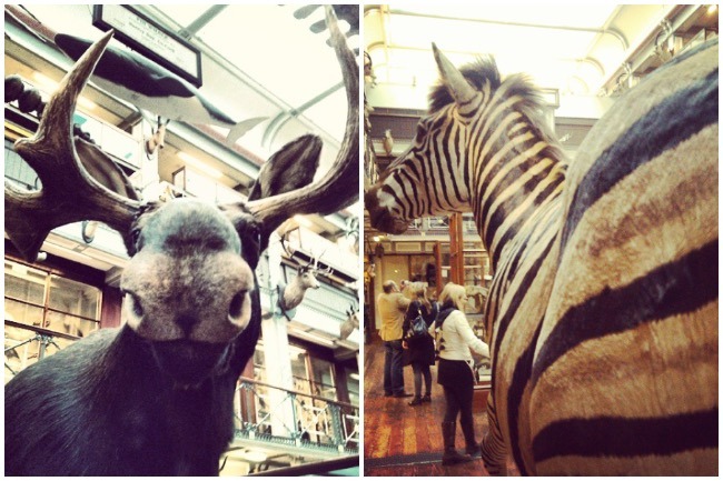 musée d'histoire naturelle dublin