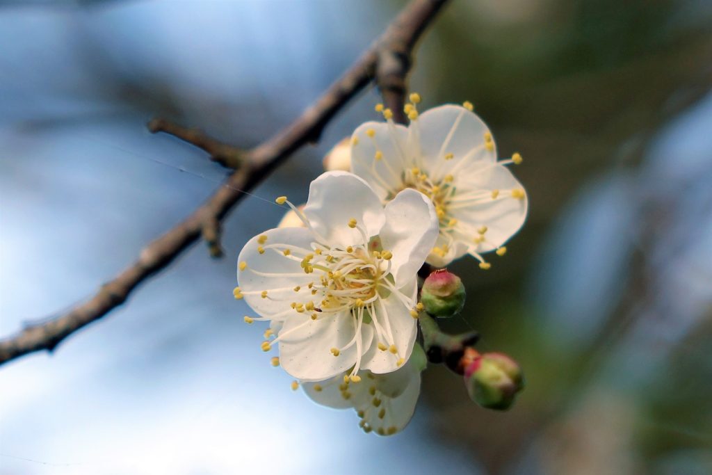 cherry plum fleurs de bach